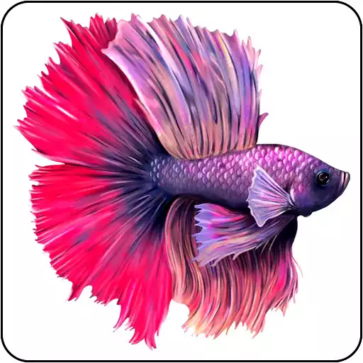 Play Betta Fish Wallpapers APK Play Betta Fish Wallpapers APK