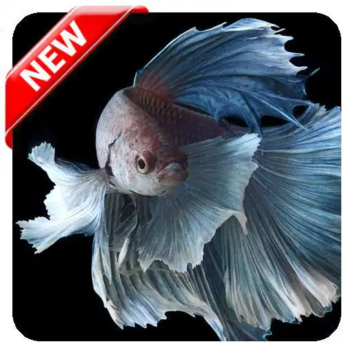 Play Betta Wallpaper APK Play Betta Wallpaper APK