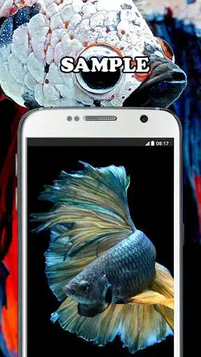 Play Betta Wallpaper  and enjoy Betta Wallpaper with UptoPlay