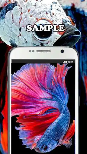 Play Betta Wallpaper as an online game Betta Wallpaper with UptoPlay