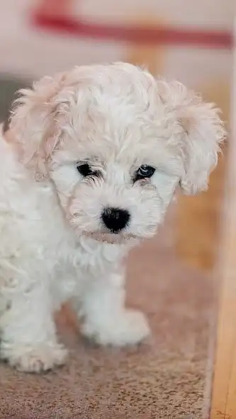 Play Bichon Frise Wallpaper and enjoy Bichon Frise Wallpaper with UptoPlay Play Bichon Frise Wallpaper and enjoy Bichon Frise Wallpaper with UptoPlay