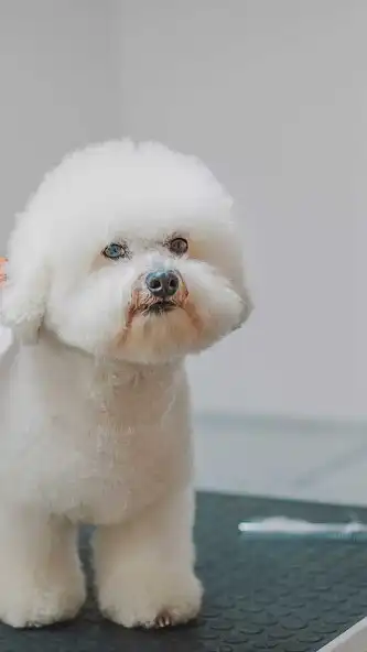 Play Bichon Frise Wallpaper as an online game online Bichon Frise Wallpaper with UptoPlay Play Bichon Frise Wallpaper as an online game Bichon Frise Wallpaper with UptoPlay