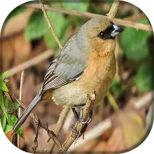 Play Bico de veludo APK