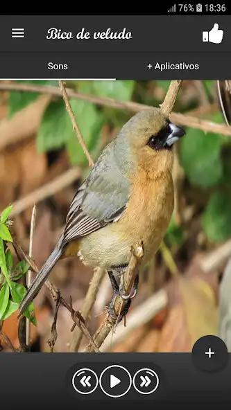 Play Bico de veludo  and enjoy Bico de veludo with UptoPlay