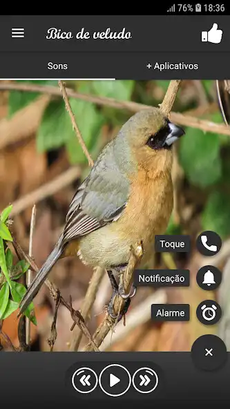 Play Bico de veludo as an online game Bico de veludo with UptoPlay