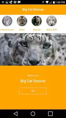 Play Big Cat Rescue