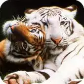 Free play online Big Cats Pack 2 Live Wallpaper APK