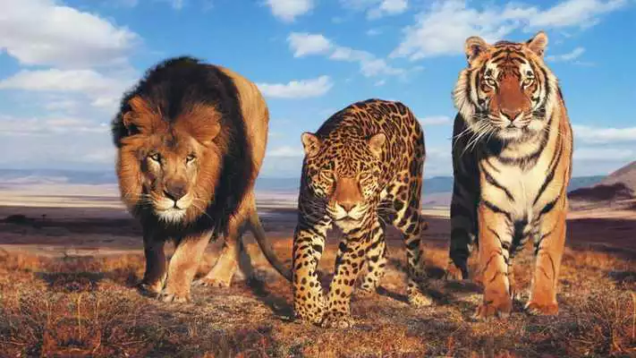 Play Big Cats Pack 2 Live Wallpaper