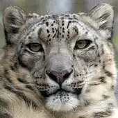 Free play online Big Cats Puzzle APK