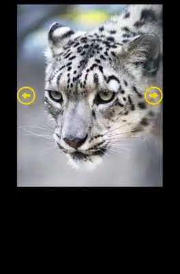 Play Big Cats Puzzle