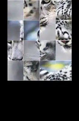 Play Big Cats Puzzle