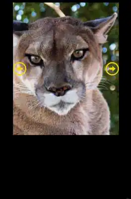 Play Big Cats Puzzle