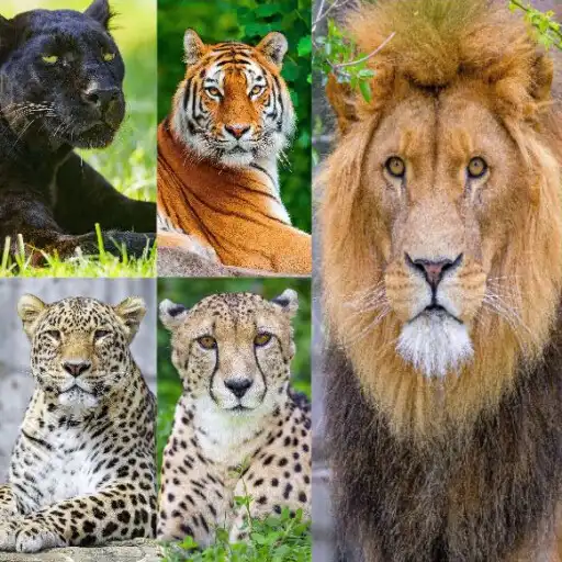 Play Big Cat Wallpapers APK