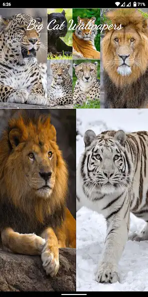 Play Big Cat Wallpapers  and enjoy Big Cat Wallpapers with UptoPlay