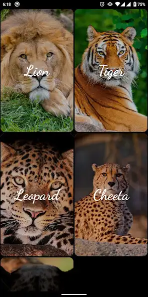 Play Big Cat Wallpapers as an online game Big Cat Wallpapers with UptoPlay