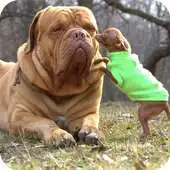 Free play online Big Dogs Wallpaper APK