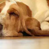 Free play online Big Dogs Wallpaper Images APK Free play online Big Dogs Wallpaper Images APK
