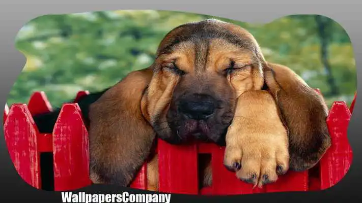 Play Big Dogs Wallpaper