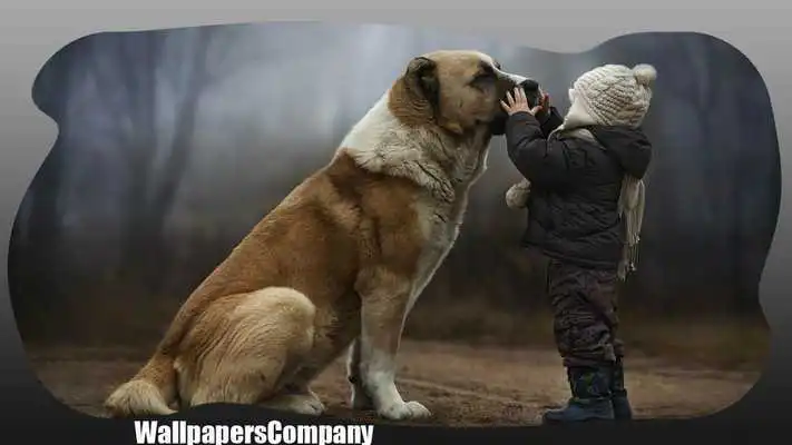 Play Big Dogs Wallpaper