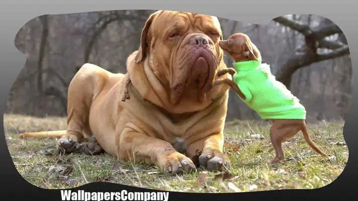 Play Big Dogs Wallpaper