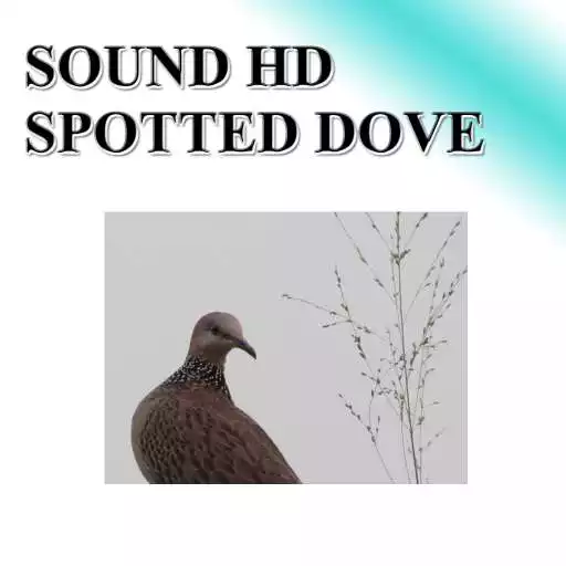Run free android online Big dove sounds to birds. APK Run free android online Big dove sounds to birds. APK