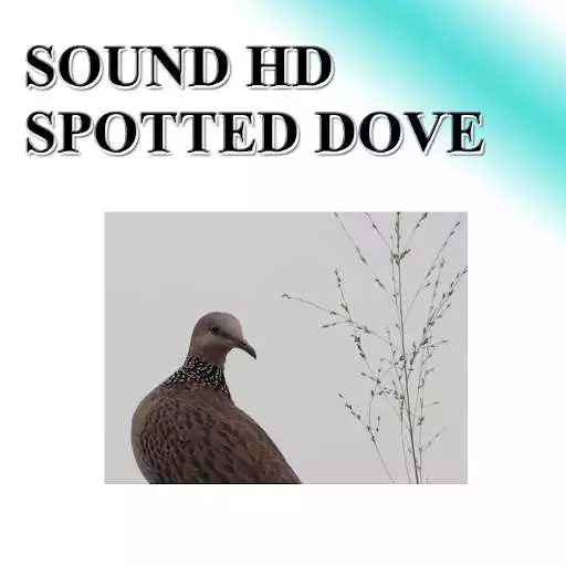 Play APK Big dove sounds to birds.  and enjoy Big dove sounds to birds. with UptoPlay com.adsmom.spotteddove