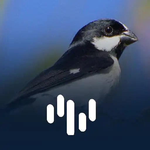 Play Bigodinho Cantando Muito APK