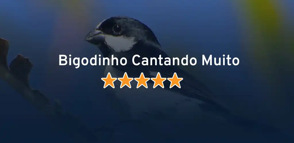 Play Bigodinho Cantando Muito  and enjoy Bigodinho Cantando Muito with UptoPlay