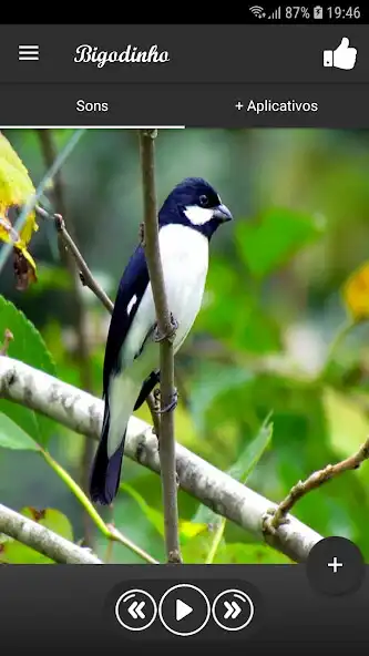 Play Bigodinho  and enjoy Bigodinho with UptoPlay