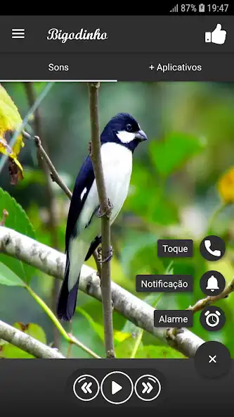 Play Bigodinho as an online game Bigodinho with UptoPlay