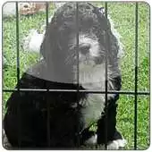 Free play online Binomial Expansion Calculator APK