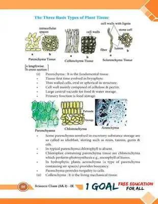 Play Bio Class 9