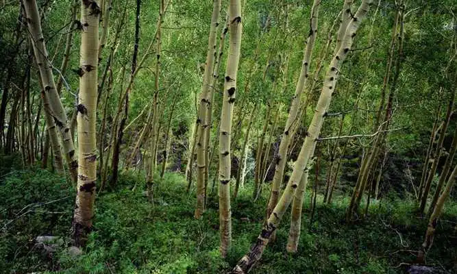 Play Birch wallpapers