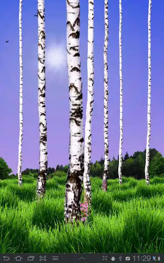 Play Birch Wood Free LWP  and enjoy Birch Wood Free LWP with UptoPlay