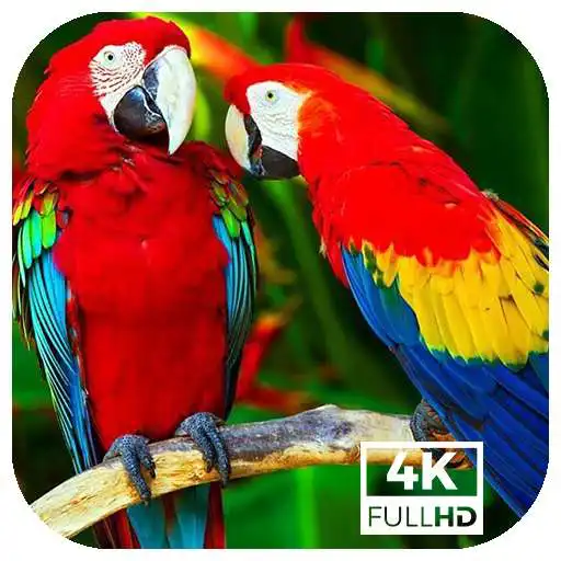 Play Bird 4k wallpaper APK Play Bird 4k wallpaper APK