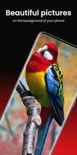 Play Bird 4k wallpaper  and enjoy Bird 4k wallpaper with UptoPlay