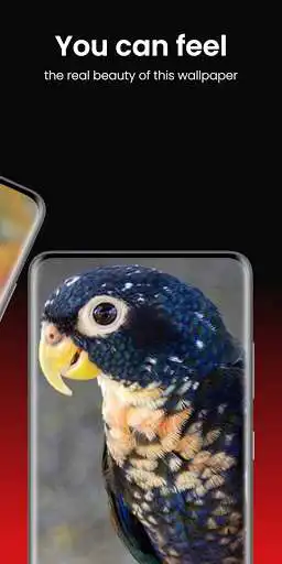 Play Bird 4k wallpaper as an online game Bird 4k wallpaper with UptoPlay