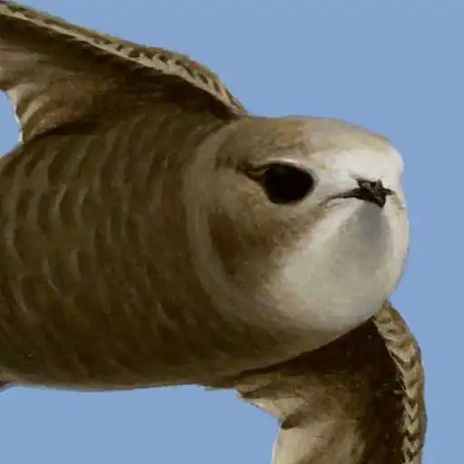 Play bird alert PRO APK