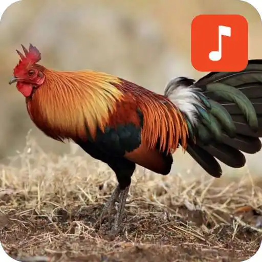 Run free android online Bird and chicken sounds APK Run free android online Bird and chicken sounds APK