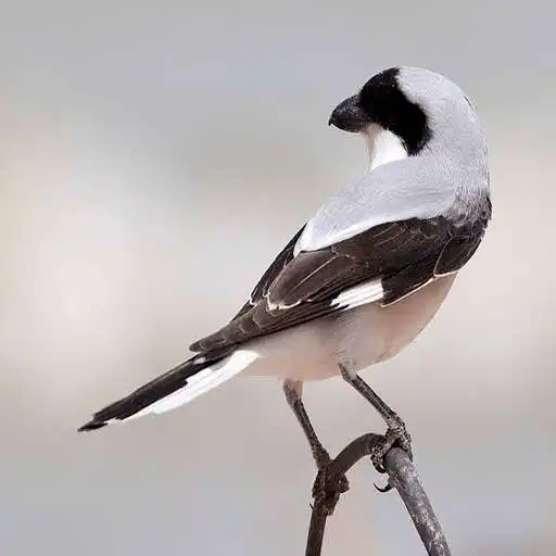 Play Bird breeding world 2022 APK Play Bird breeding world 2022 APK