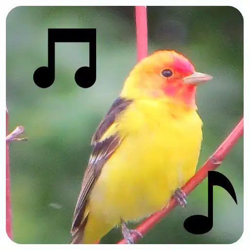 Play Bird Call Sounds and Ringtone APK
