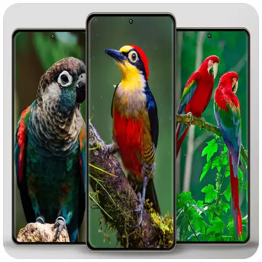 Play Bird cute wallpaper APK