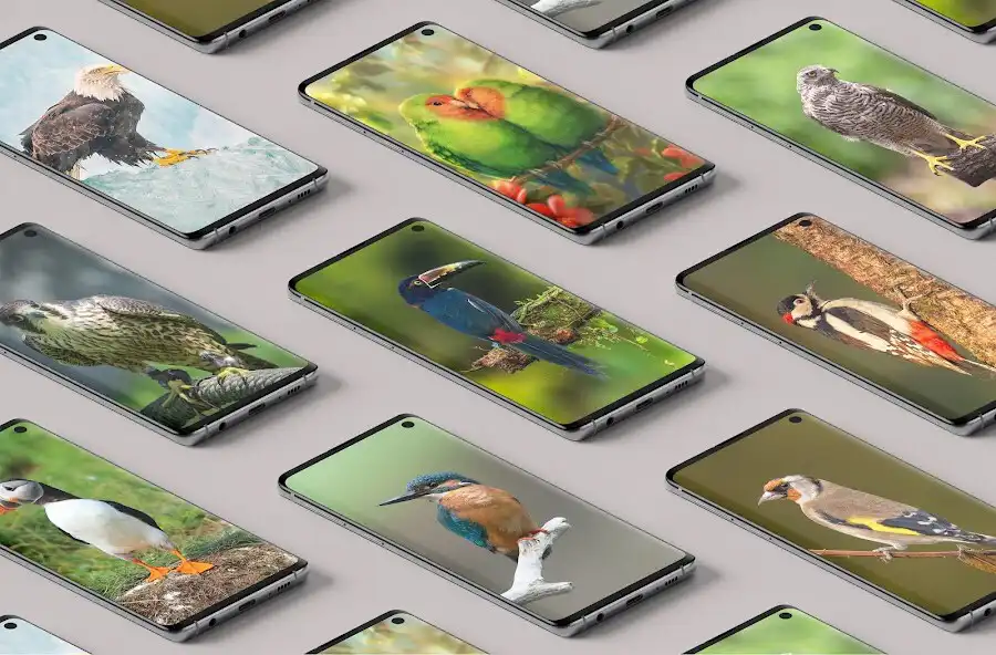 Play Bird cute wallpaper  and enjoy Bird cute wallpaper with UptoPlay