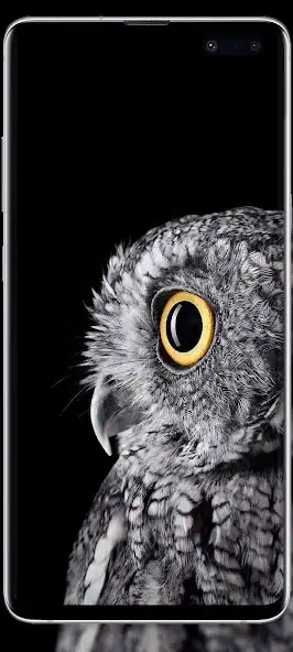 Play Bird cute wallpaper as an online game Bird cute wallpaper with UptoPlay