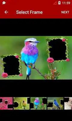 Play Bird Dual Photo Frames