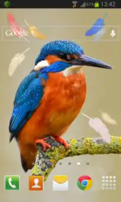 Play Bird Feathers LWP Play Bird Feathers LWP