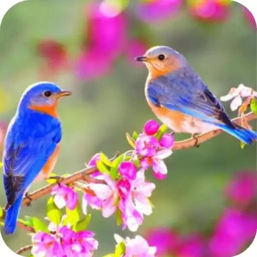 Play Bird HD Wallpaper APK Play Bird HD Wallpaper APK