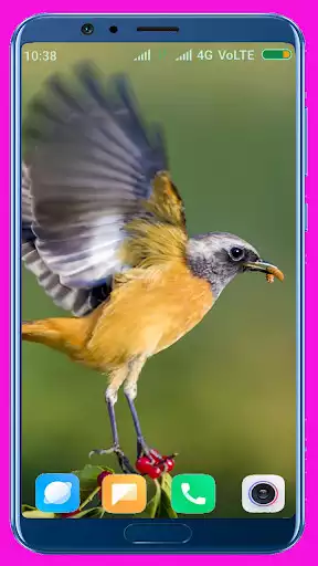 Play Bird HD Wallpaper  and enjoy Bird HD Wallpaper with UptoPlay