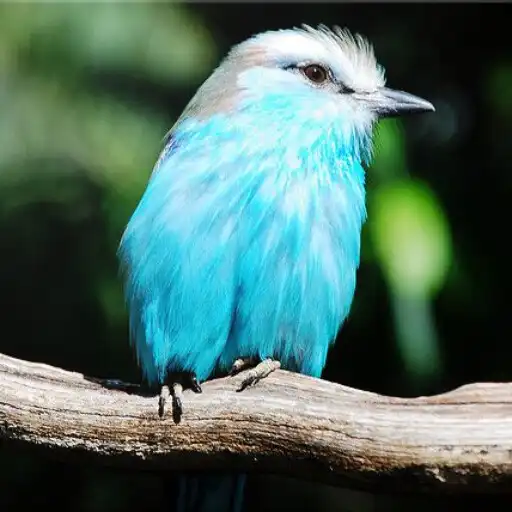 Play Bird Identification APK Play Bird Identification APK