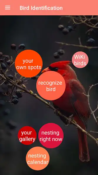 Play Bird Identification  and enjoy Bird Identification with UptoPlay